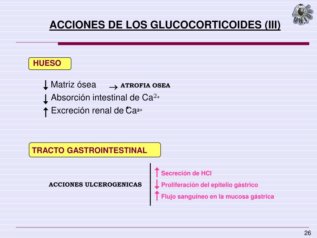 PPT - Las Glándulas Adrenales PowerPoint Presentation, Free Download ...