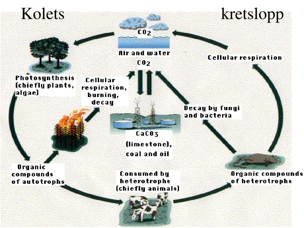 ppt-ekologi-en-av-v-rldens-ldsta-vetenskaper-powerpoint