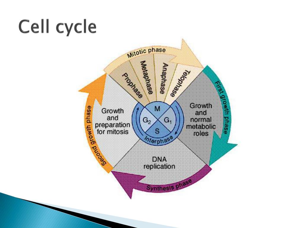 Embryogenesis PowerPoint Presentation free download Biology Diagrams