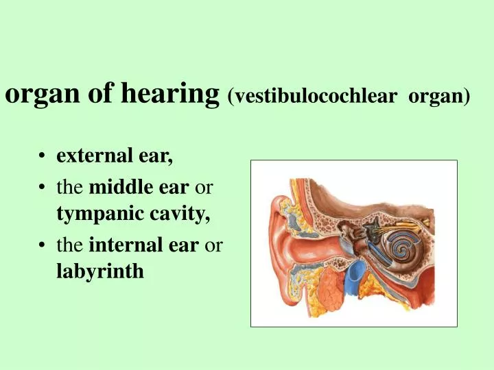 PPT - organ of hearing (vestibulocochlear organ) PowerPoint ...