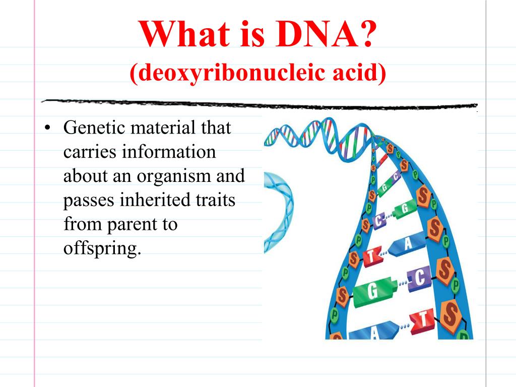 DNA molecule composition and the functions of genes 