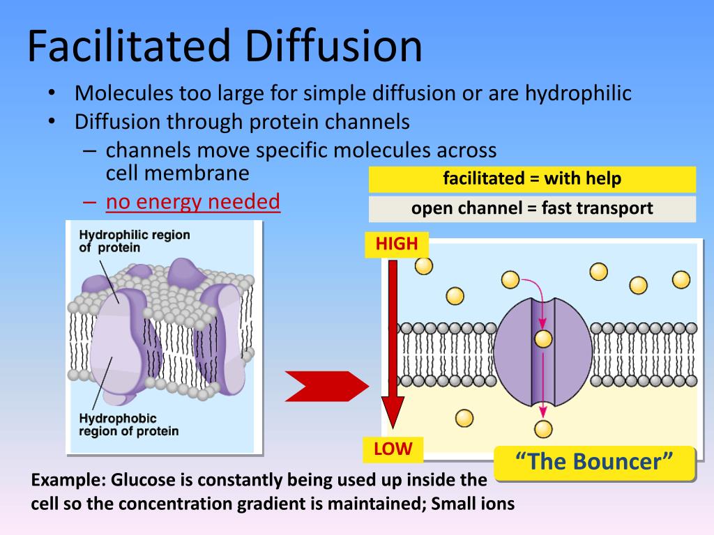 PPT Membrane Transport PowerPoint Presentation, free download ID