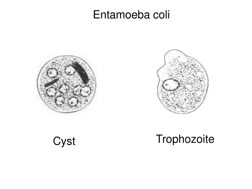Entamoeba coli в кале. Entamoeba coli циста. Entamoeba coli зрелая циста. Entamoeba histolytica под микроскопом.