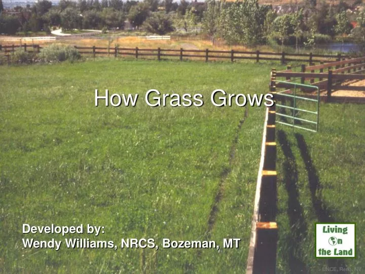 how grass grows n.
