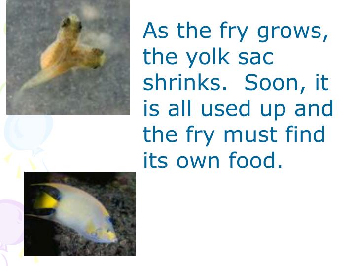 PPT - Lesson 17 How do fish reproduce and develop? PowerPoint ...