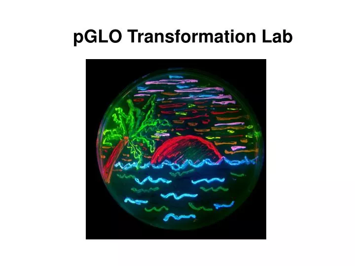 pglo transformation lab n.