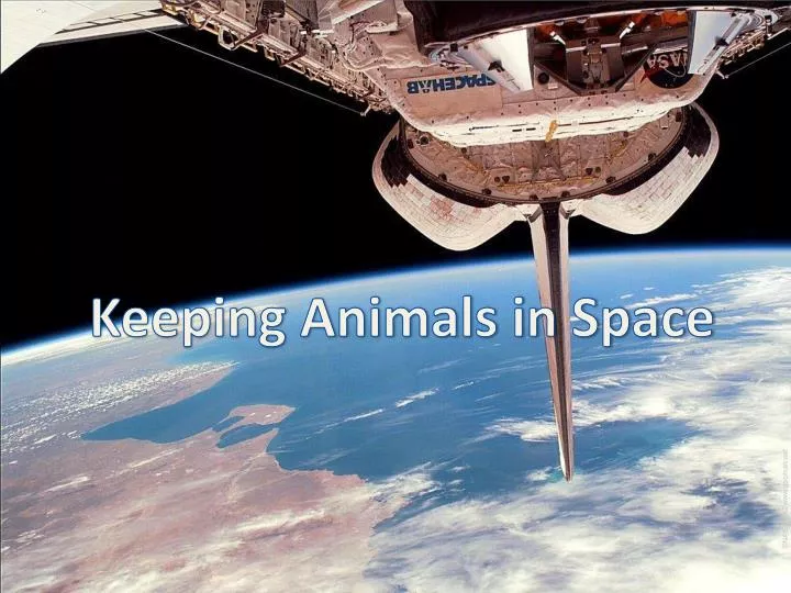 PPT - Keeping Animals in Space PowerPoint Presentation, free download - ID:3855525 PPT - Keeping Animals in Space PowerPoint Presentation, free download - ID:3855525