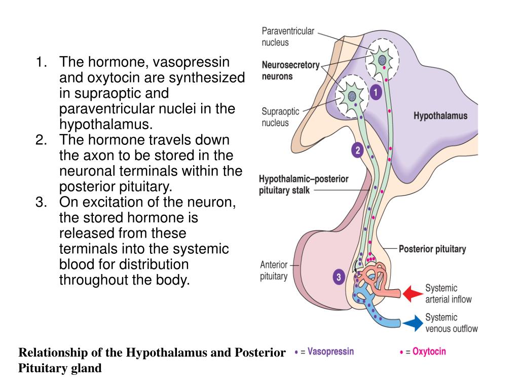 Гормон гипофиза вазопрессин. Гипоталамус окситоцин. Вазопрессин гипоталамус. Вазопрессин гормон железа. Гипоталамус вазопрессин и окситоцин.