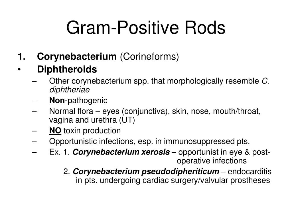 corynebacterium xerosis morphology