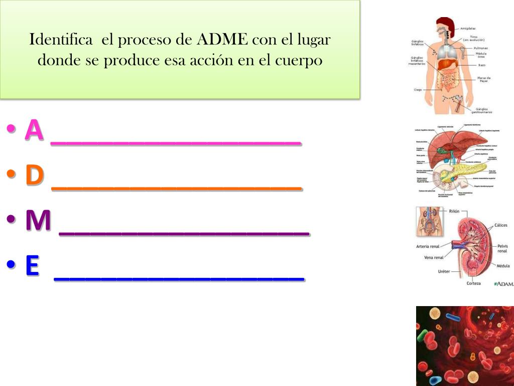 PPT - ADME Distribucion de los medicamentos PowerPoint ...