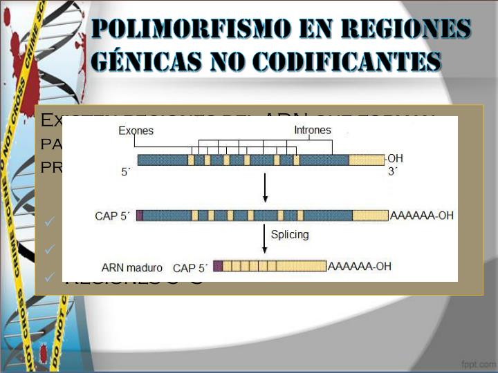 PPT - Polimorfismo PowerPoint Presentation - ID:3857974
