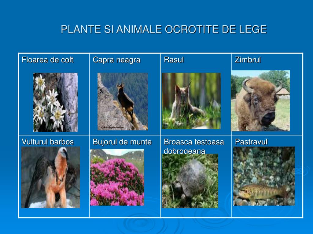PPT - PLANTE SI ANIMALE PowerPoint Presentation, free download - ID:3858204