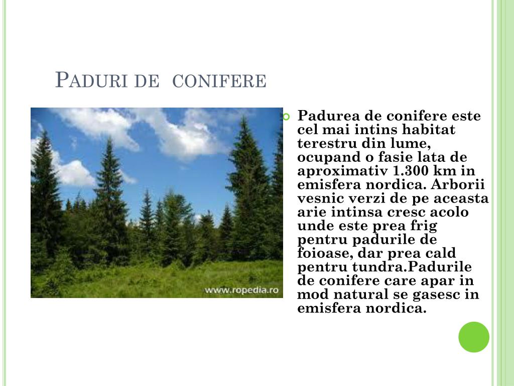 Compunere Despre Padure PPT - ARBORI DIN PADURI PowerPoint Presentation, free download - ID:3858220
