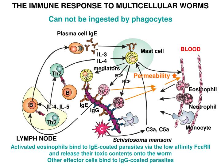 PPT - THE IMMUNE RESPONSES TO PARASITES PowerPoint Presentation - ID ...