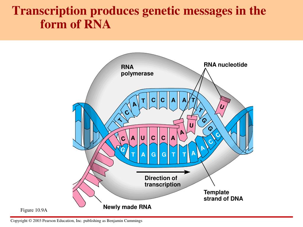 Транскрипция атф. Transcription. DNA Transcription. Транскрипция РНК полимераза. Транскрипция ДНК.