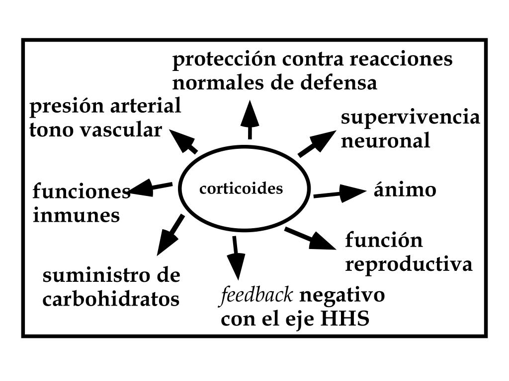 PPT - Alcohol y Endocrinología Conferencista: Catherine Rivier, Ph.D ...