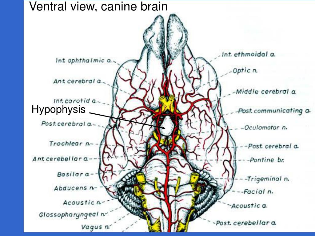 Мозг собаки отделы. Отделы головного мозга собаки. Строение мозга собаки. Головной мозг собаки анатомия. Мозг собаки схема.