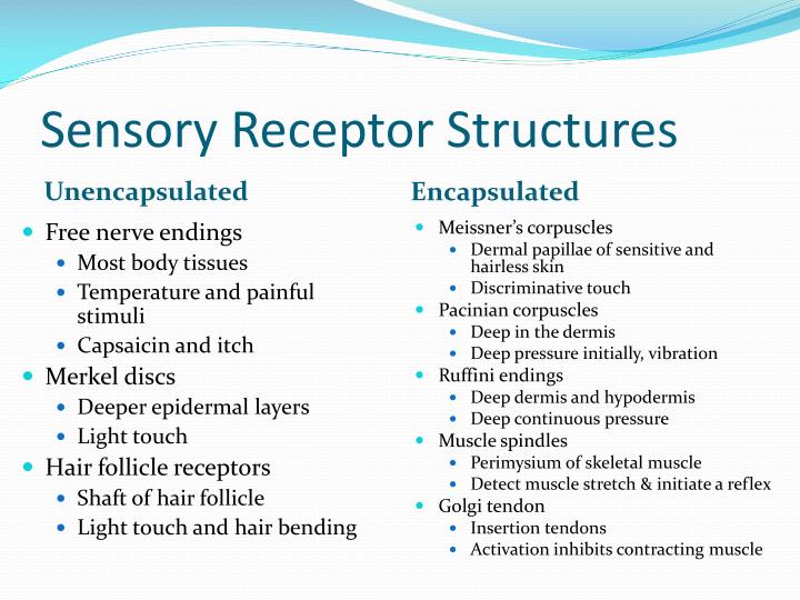 PPT - Peripheral Nervous System PowerPoint Presentation - ID:3861690