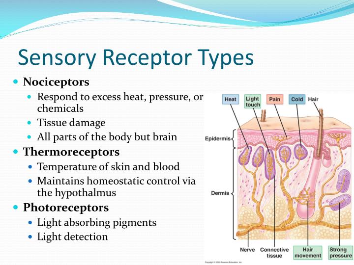 Types Of Receptors