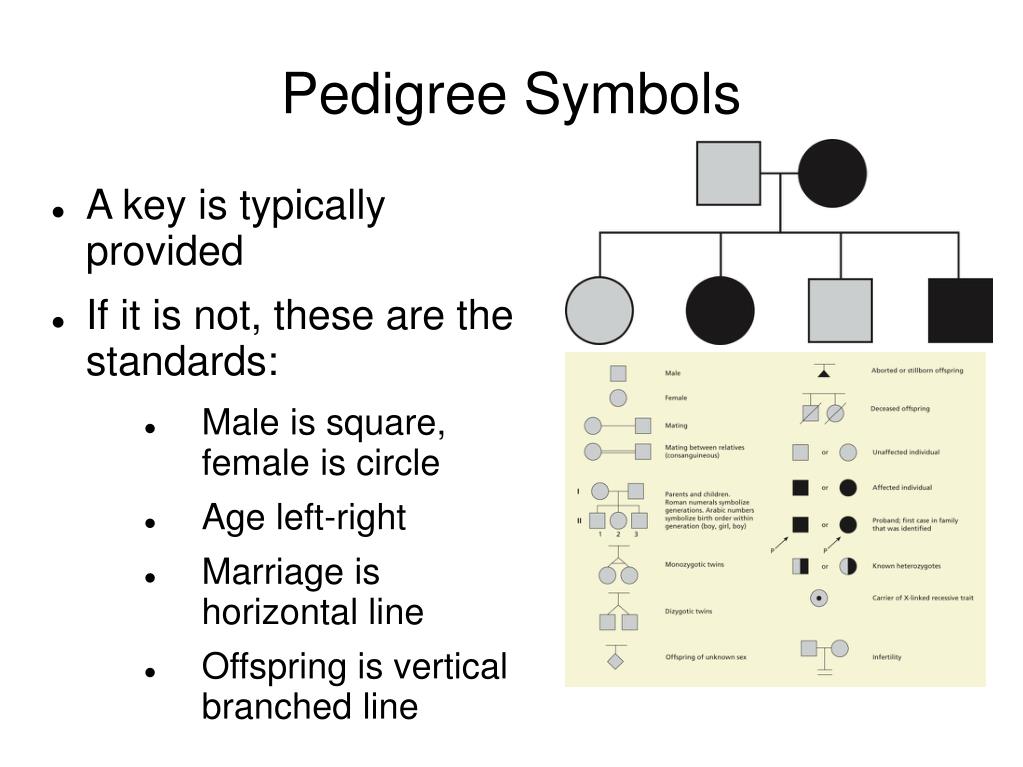 PPT - Pedigrees & Genetic Analysis PowerPoint Presentation, free