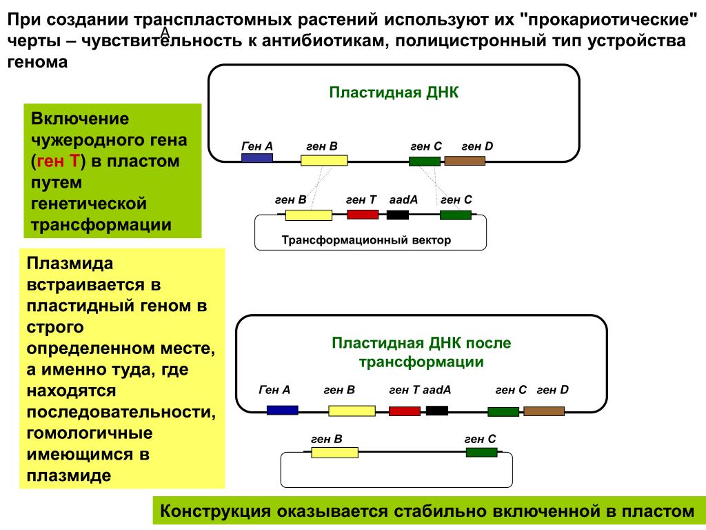 Полицистронная рнк. ТРАНСПЛАСТОМНЫЕ растения. Полицистронная МРНК. Полицистронный это. Полицистронный ген у.