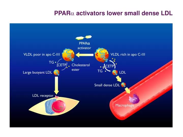Ppt Ppar A Activators Lower Small Dense Ldl Powerpoint Presentation Free Download Id 3864383