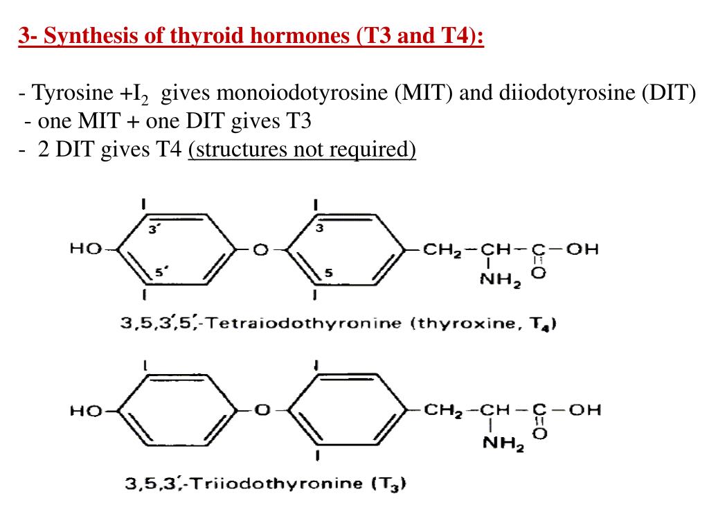 Третий синтез. T3 t4 Synthesis. Thyroid Hormone Synthesis. Bh4 фенилаланин. МЕТА-Тироид.