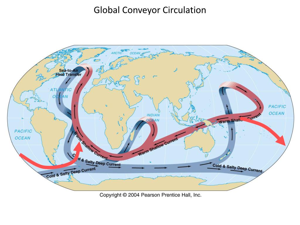 PPT - Great Ocean Conveyor Belt illustration of thermohaline ...