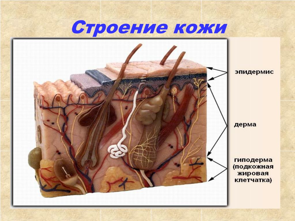 Кожа человека для детей. Слой 1) эпидермис 2) дерма 3) гиподерма. Эпидермис 2) дерма 3) гиподерма. Анатомическая структура кожи. Строение кожи человека схема.