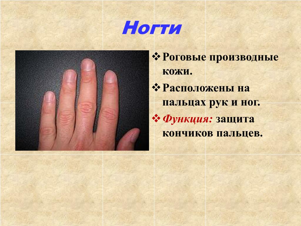 Зачем человеку пальцы. Ногти кожи функции. Производные кожи ногти. Ногти строение и функции. Строение кончиков пальцев рук.