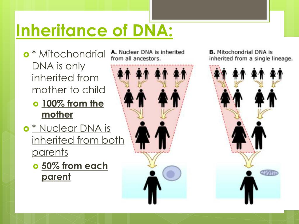 PPT Mitochondrial DNA (mtDNA) PowerPoint Presentation, free download