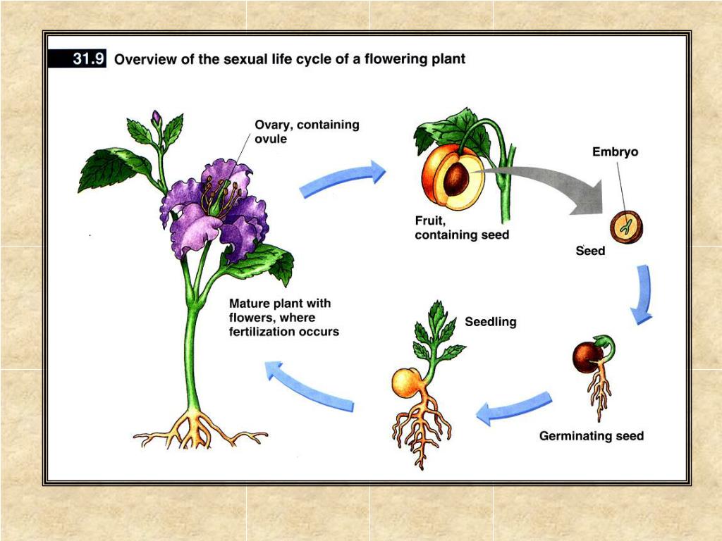 Corolla of Flower: Meaning, Variations, and Functions of Corolla