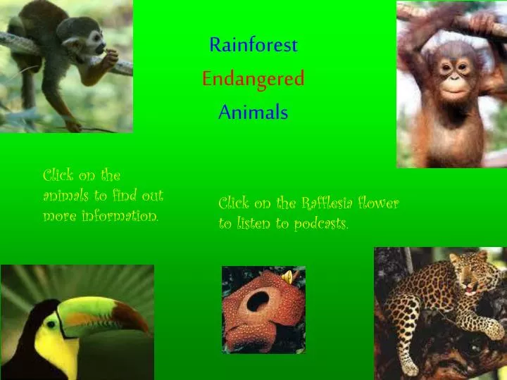 PPT - Rainforest Endangered Animals PowerPoint Presentation, free download  - ID:3869632