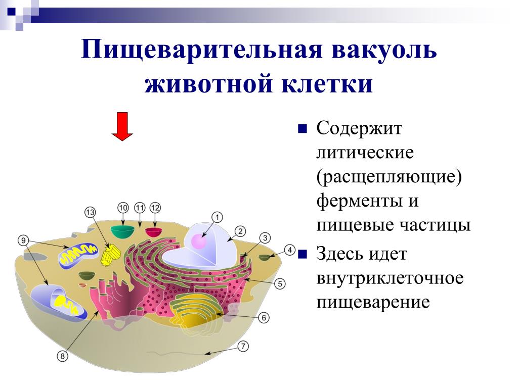 Органоиды клетки содержащие ферменты. Пищеварительная вакуоль строение. Внутриклеточное пищеварение органоид. Пищеварительная вакуоль в животной клетке.