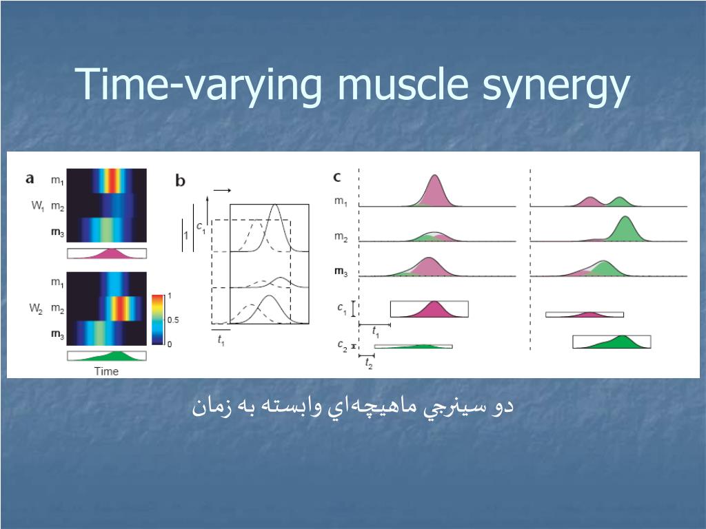 muscle synergy variability muscle synergy variability