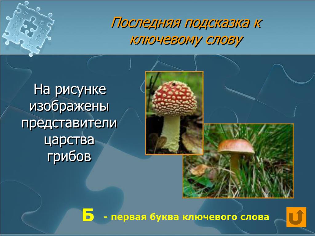 Последняя подсказка. Представители царства грибов. Грибы представители царства грибов. Представители царства представители царства грибы. Царство грибов представители царства грибов.