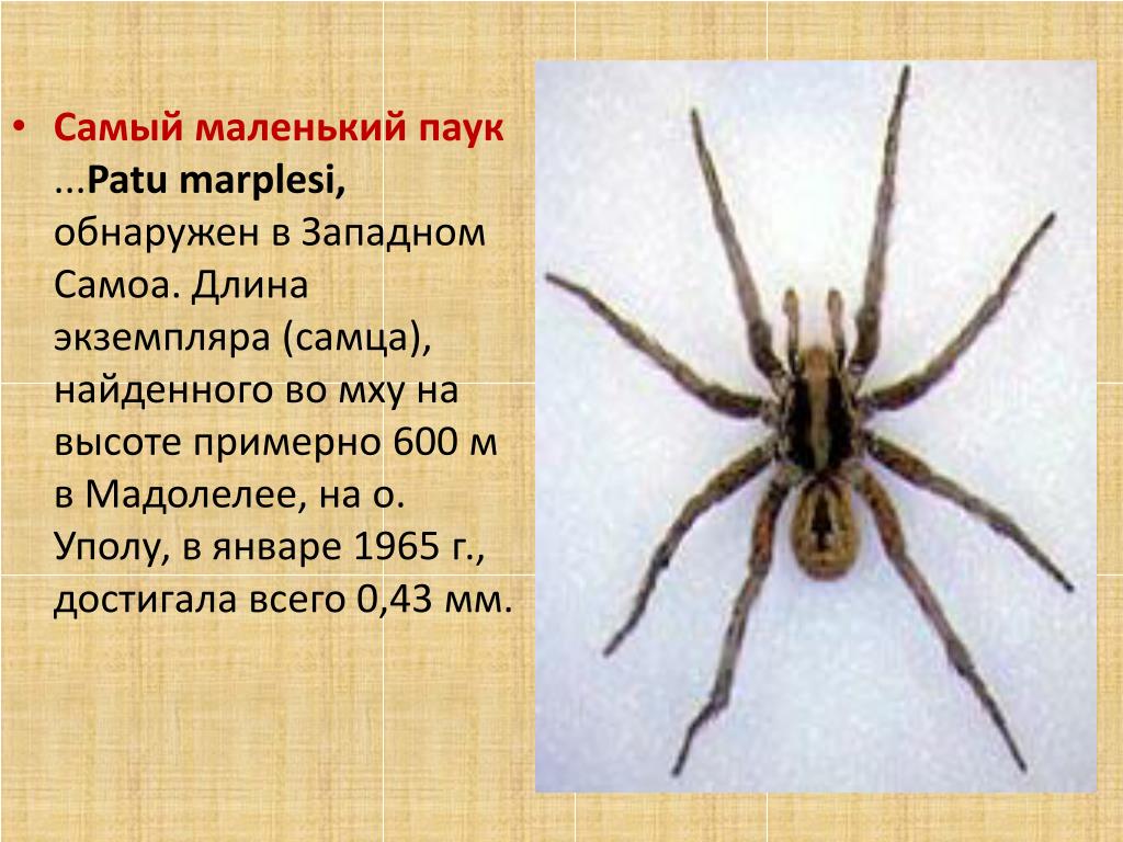 Как выглядит самый маленький паук