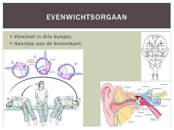 PPT - De oren PowerPoint Presentation - ID:3873776