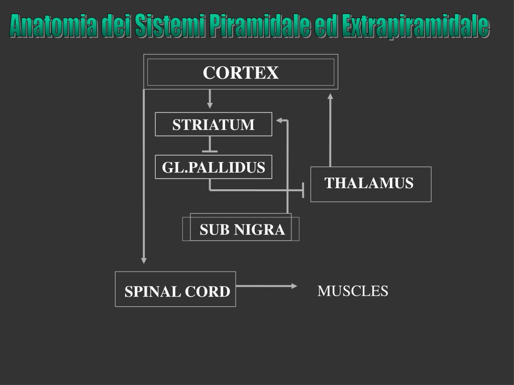 Differenza Tra Sindrome Piramidale Ed Extrapiramidale PPT - Sindromi extrapiramidali Sindrome cerebellare PowerPoint