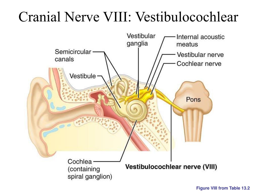 Нервы органа слуха. Кохлеарный неврит слухового нерва. Слуховой нерв внутреннее ухо. Строение уха и слуховой нерв анатомия.