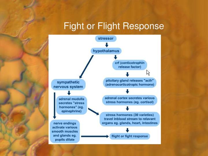 flight or fight response flight or fight response