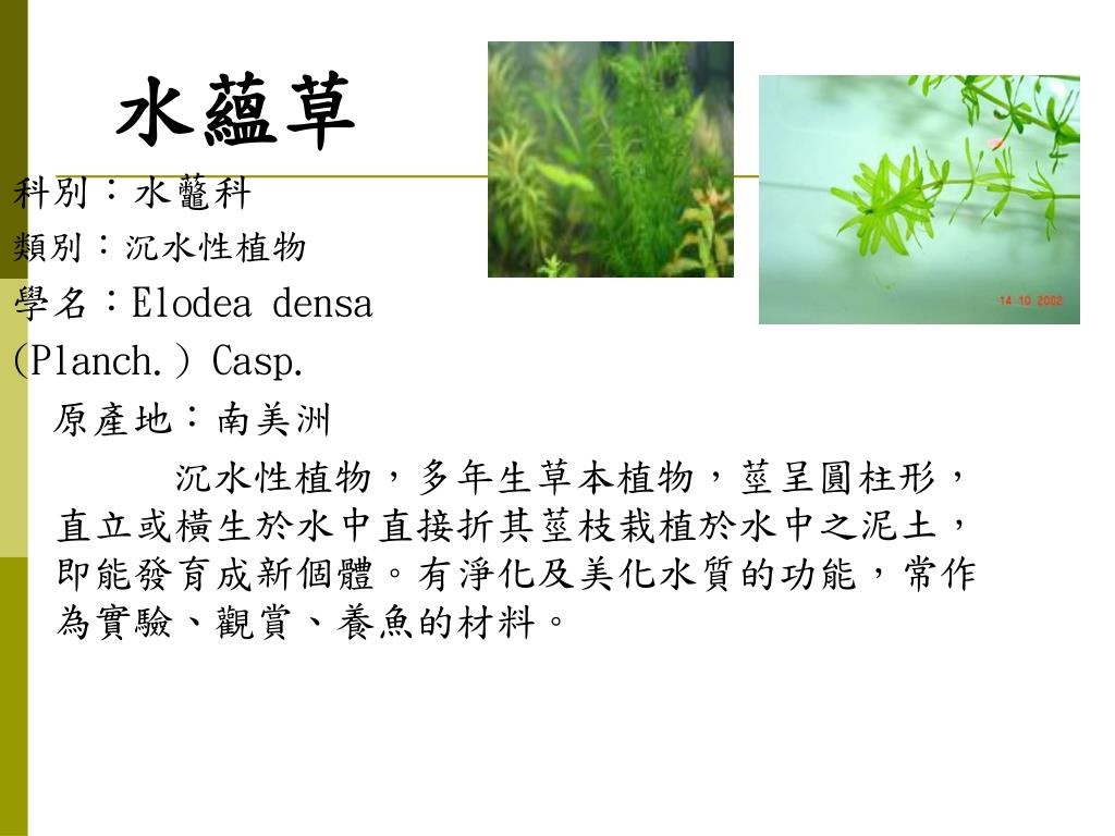 Ppt 金魚藻科屬 金魚藻科類別 沉水性植物生長環境 池埤或湖沼賞原產地 世界各地皆有 花期 5 10 月powerpoint Presentation Id Ppt 金魚藻科屬 金魚藻科類別 沉水性植物生長環境 池埤或湖沼賞原產地 世界各地皆有 花期 5 10 月powerpoint Presentation Id