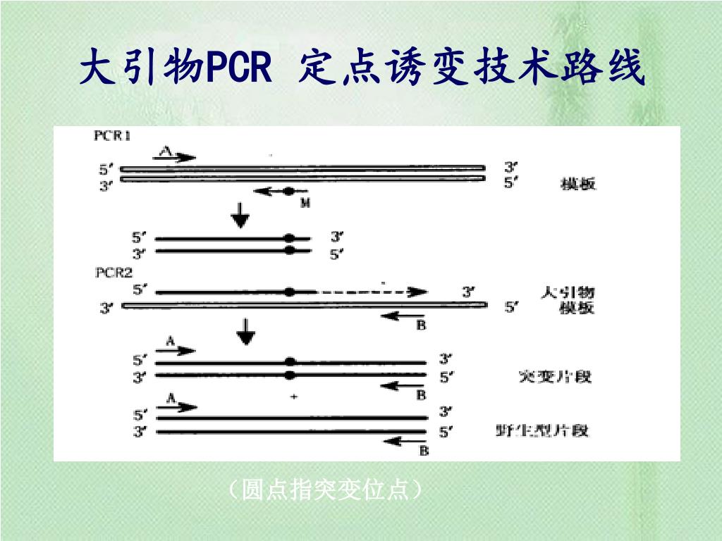 【疑难解析】PCR定点突变技术 - 生物教研室 - 仪征中学