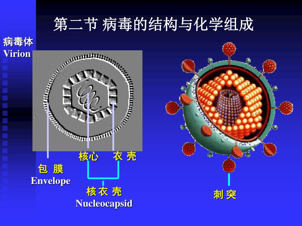 Ppt 第二篇 医学病毒学 Medical Virology Powerpoint Presentation Id3880028 
