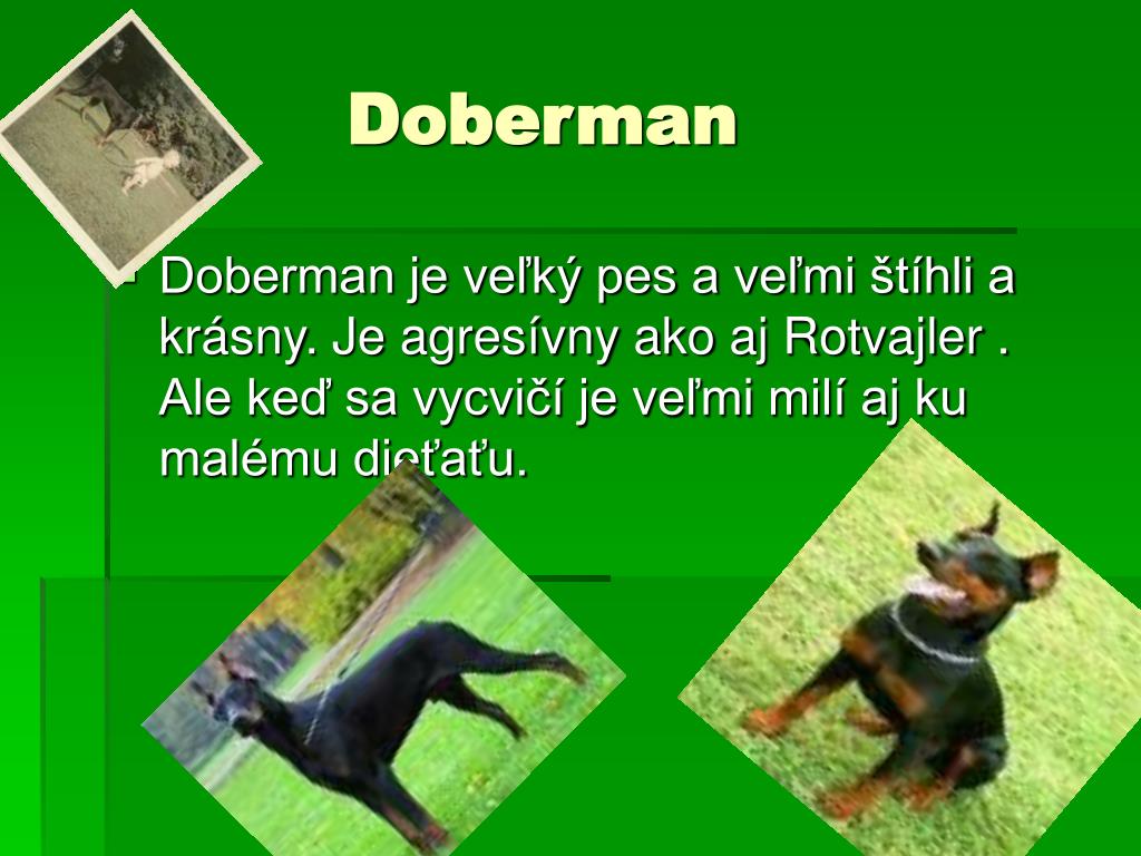Veľký čierny zák