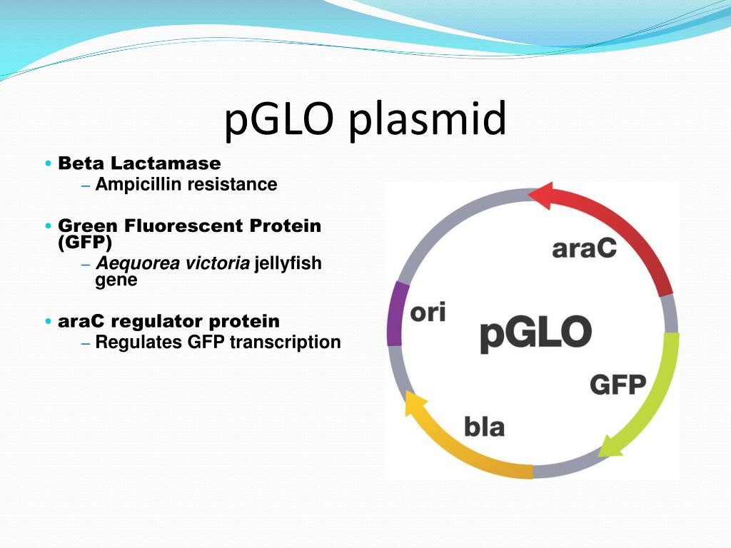 What Is Pglo Plasmid