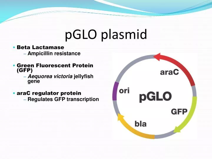 PPT pGLO plasmid PowerPoint Presentation, free download ID3883774