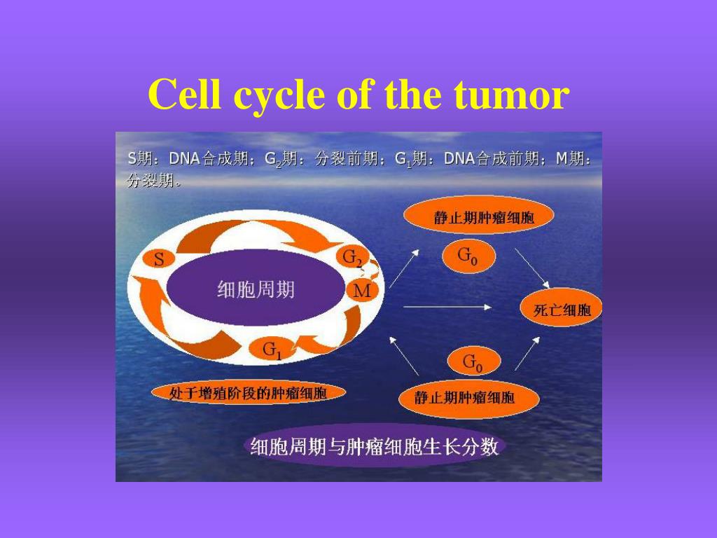 PPT - 肿 瘤( tumor ) PowerPoint Presentation, free download - ID:3885156