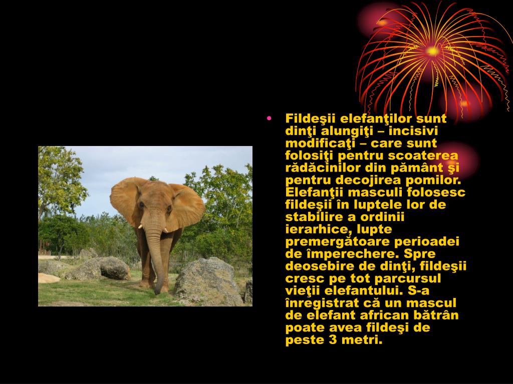 Ppt Elefantii Powerpoint Presentation Free Download Id 3885768