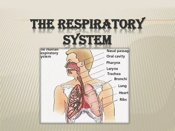 PPT the respiratory system PowerPoint Presentation, free download